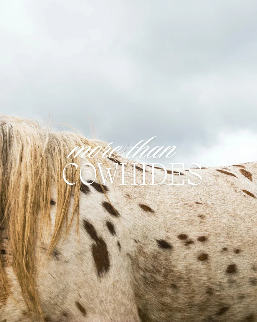 The Story of Appaloosa: Our Journey & Vision
